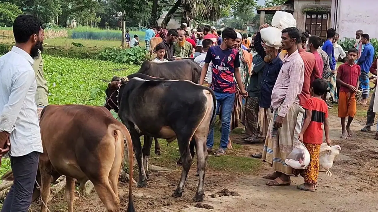 হাওরে গোখাদ্যের সংকট, কম দামে গবাদিপশু বিক্রি করছেন খামারিরা
