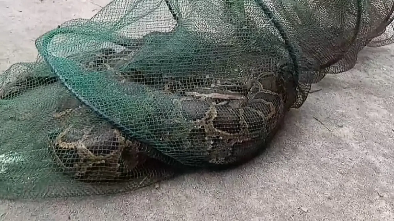 তিস্তায় মাছের জালে আটকা পড়লো ৭ ফুটের অজগর