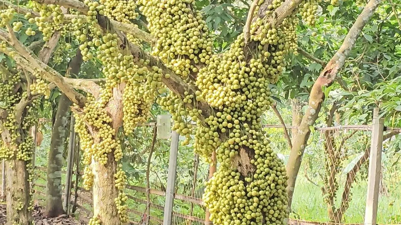 নরসিংদীতে লটকনের বাম্পার ফলন, স্বস্তির হাসি চাষিদের মুখে