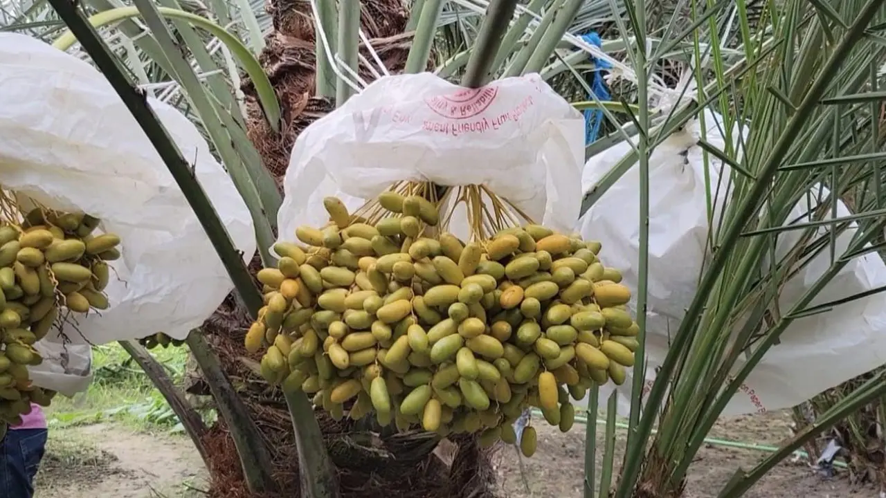 মরুভূমির খেজুর চাষ করে তাক লাগিয়ে দিয়েছেন পাবনার হিরুক