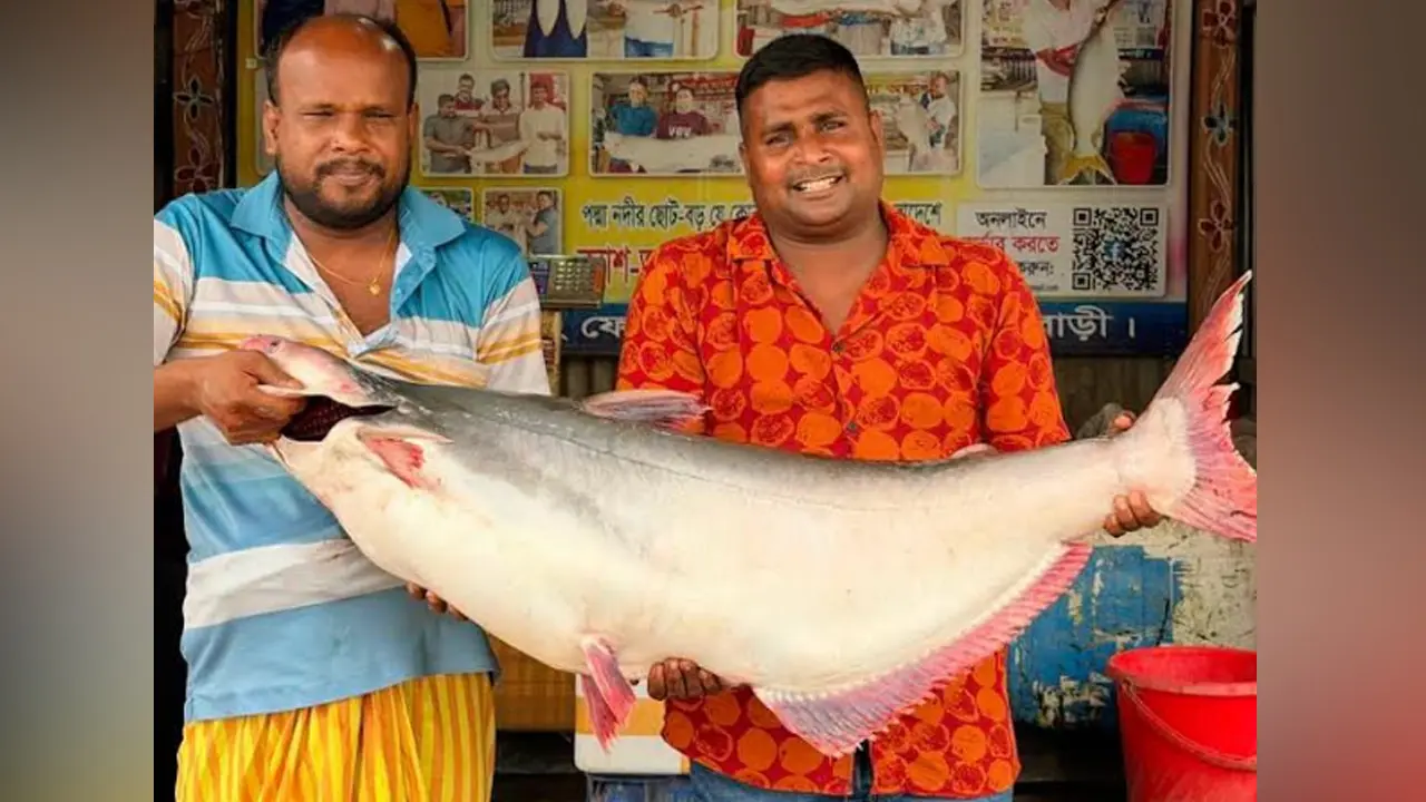 পদ্মায় ধরা পড়ল বড় পাঙাশ, ৩৩ হাজার টাকায় নিলামে বিক্রি