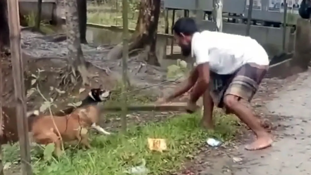হাঁস খাওয়ার অপবাদে ২ কুকুরকে পিটিয়ে হত্যা