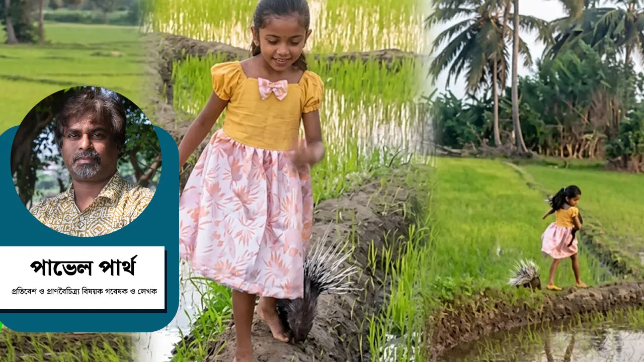 বারুদের দুনিয়ায় এক সজারুর ভাইরাল ভিডিও