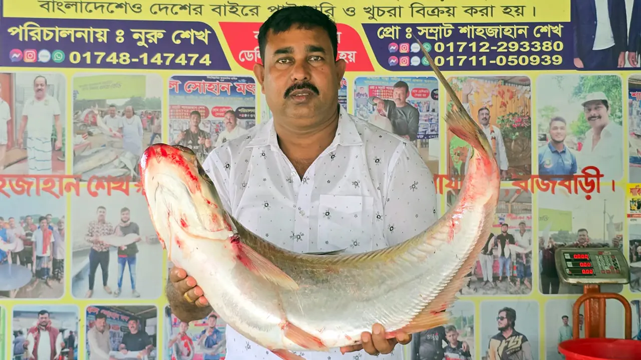 পদ্মার এক ঢাই মাছ ৫৯ হাজার টাকায় বিক্রি