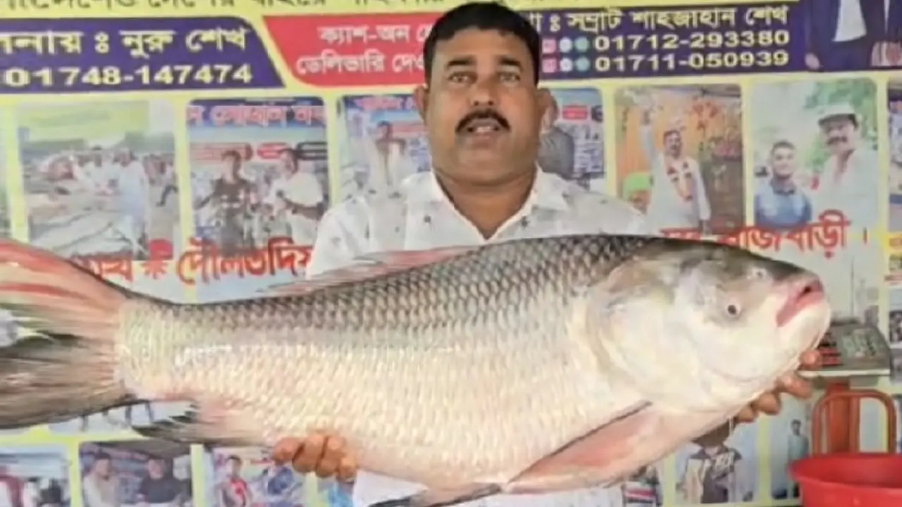 দৌলতদিয়ায় ১৭ কেজির কাতল বিক্রি ২৭ হাজার টাকায়