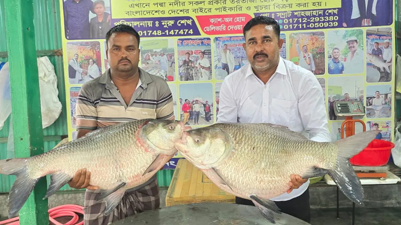 পদ্মার দুই কাতল ও এক পাঙাশ লাখ টাকায় বিক্রি, কিনলেন প্রবাসী