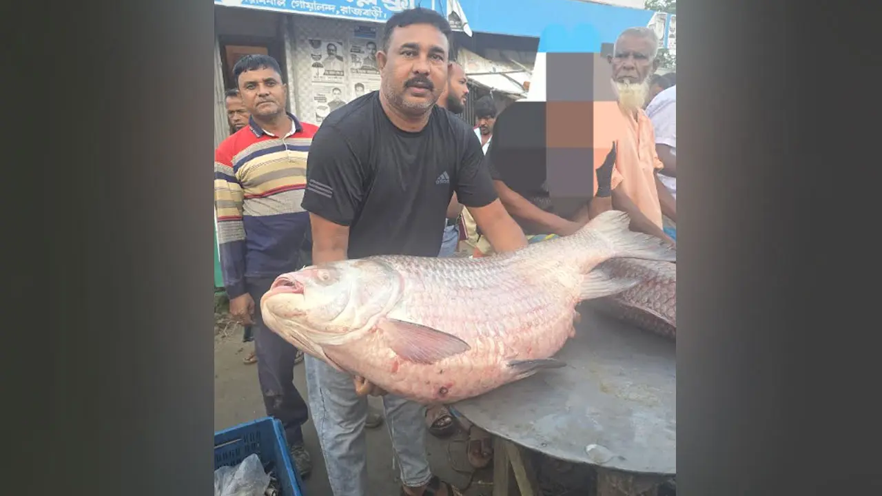 পদ্মার ৩৫ কেজির কাতল বিক্রি ৭৩ হাজার ৫০০ টাকায়