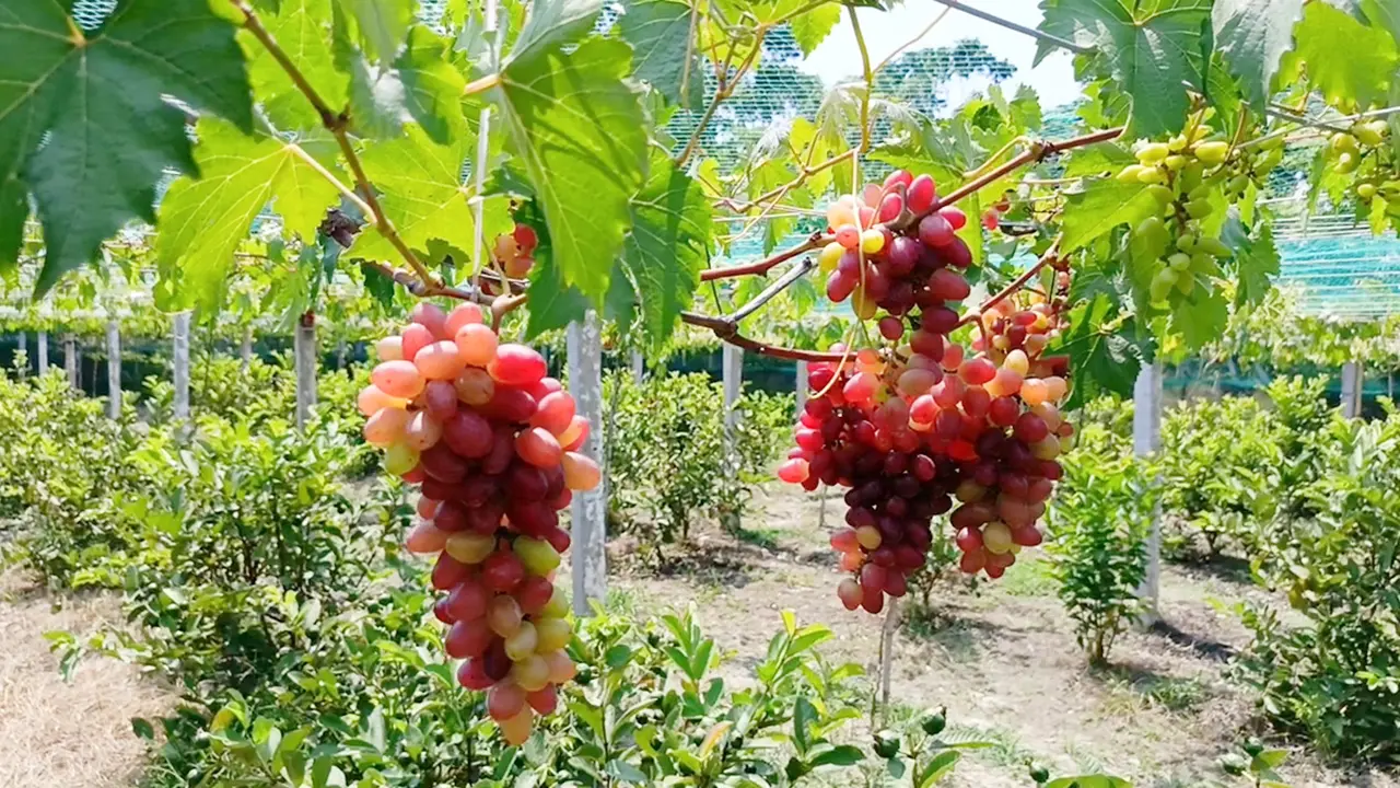 সাতক্ষীরায় প্রথমবার ‘বাইকুনুর’ আঙুর চাষে সাফল্য