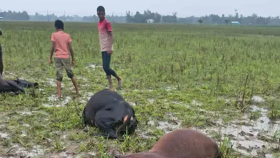 শেরপুরে অরক্ষিত বৈদ্যুতিক তারে জড়িয়ে ৫ গরুর মৃত্যু