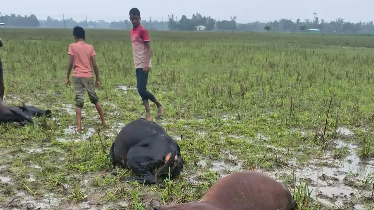 শেরপুরে অরক্ষিত বৈদ্যুতিক তারে জড়িয়ে ৫ গরুর মৃত্যু