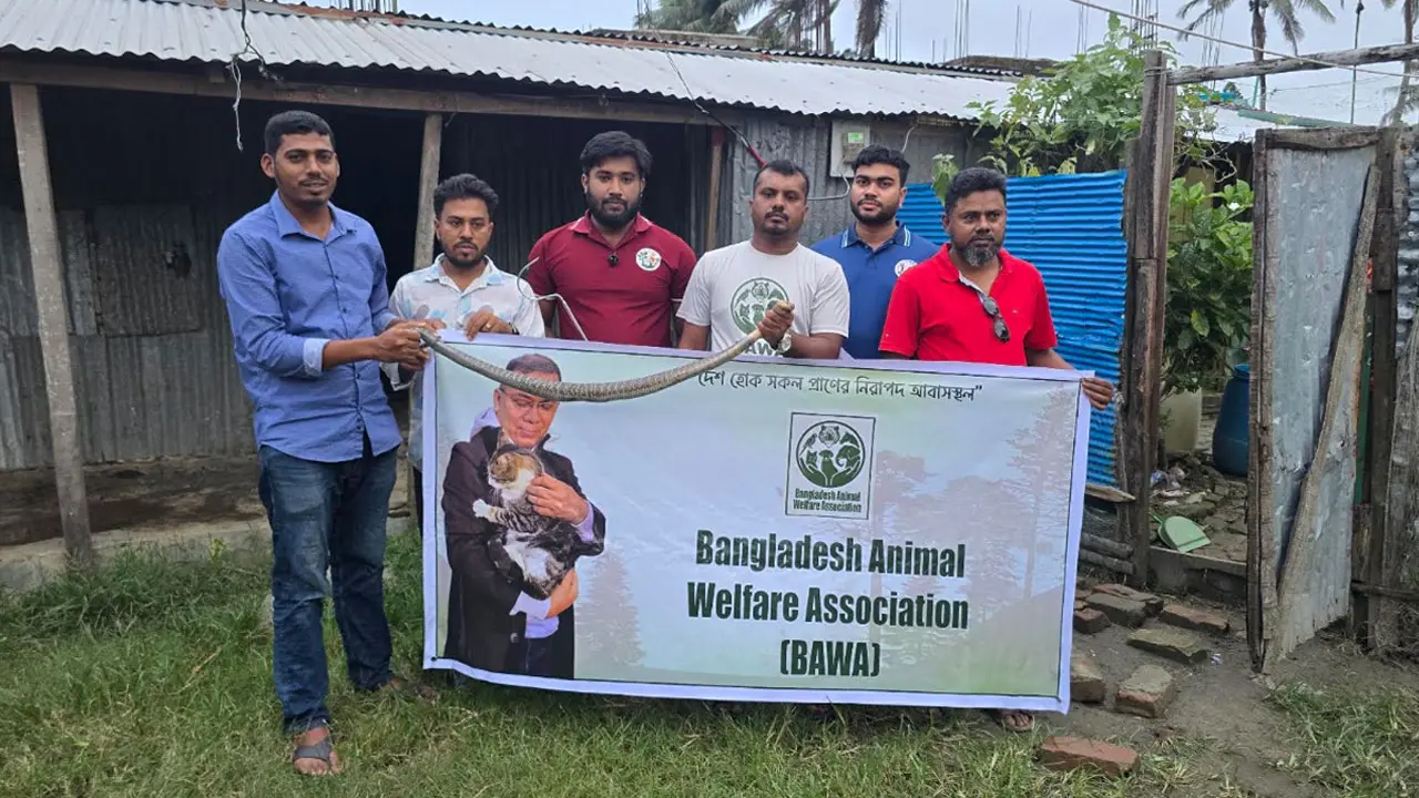 পটুয়াখালীতে বসতবাড়ি থেকে ৪ ফুট লম্বা পদ্ম গোখরা উদ্ধার