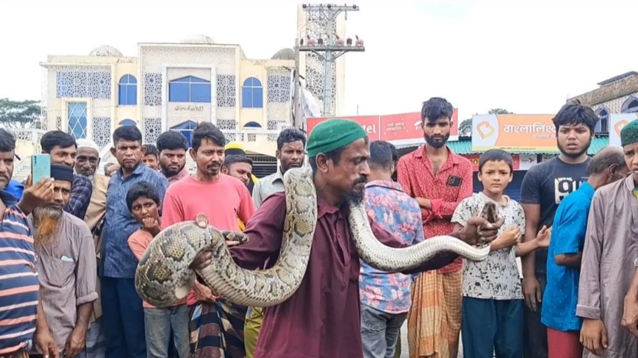জালে আটকা বিশাল অজগর উদ্ধার, দেখতে উৎসুক জনতার ভিড়