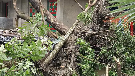 মাত্র এক মিনিটের ঝড়ে সোনাগাজীতে তাণ্ডব