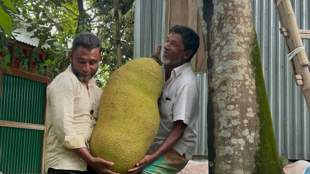 এক কাঁঠাল ১০ হাজার টাকায় বিক্রি