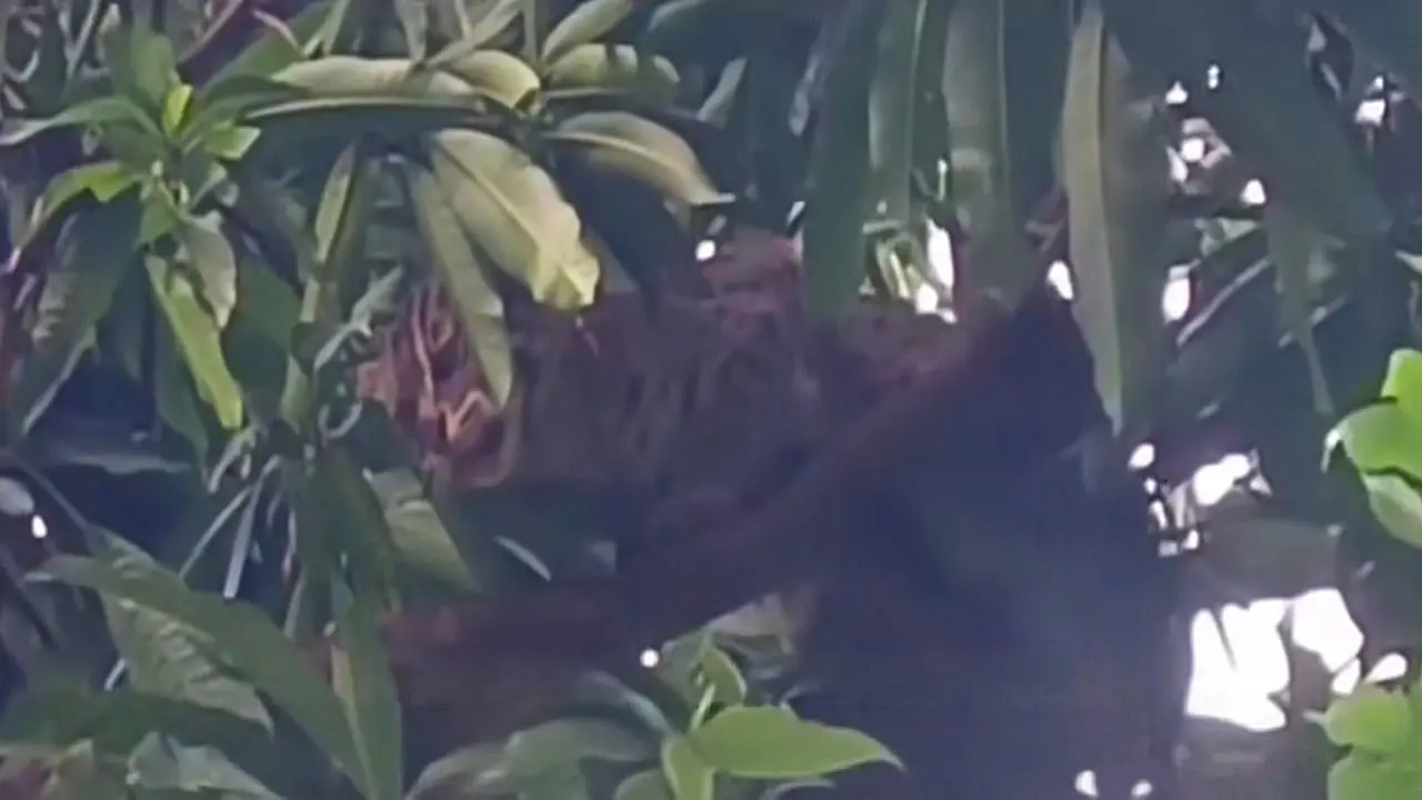 বন বিভাগের কর্মকর্তার সামনেই মেছোবাঘ পিটিয়ে হত্যা
