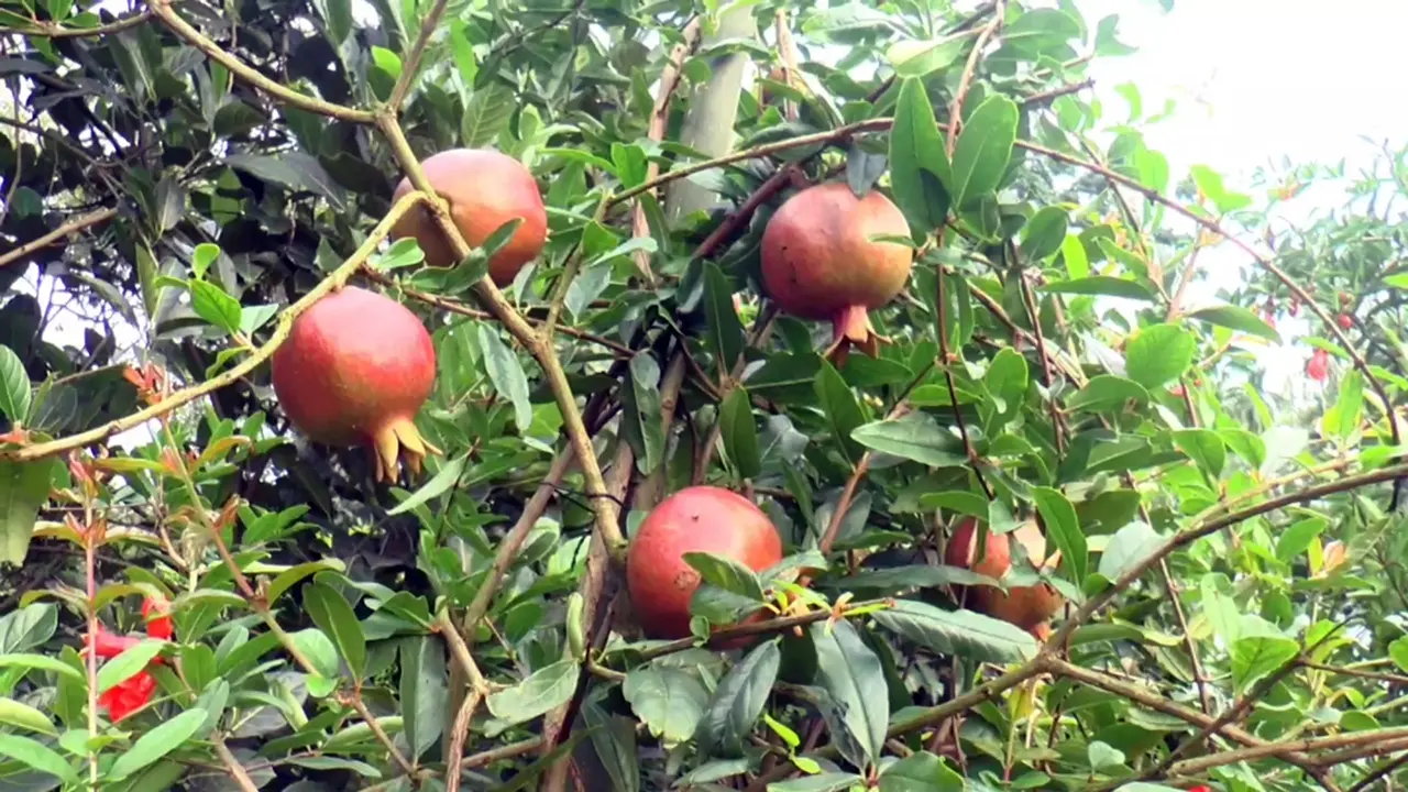 ক্যান্সার আক্রান্ত মায়ের জন্য বাসার ছাদে আনার বাগান