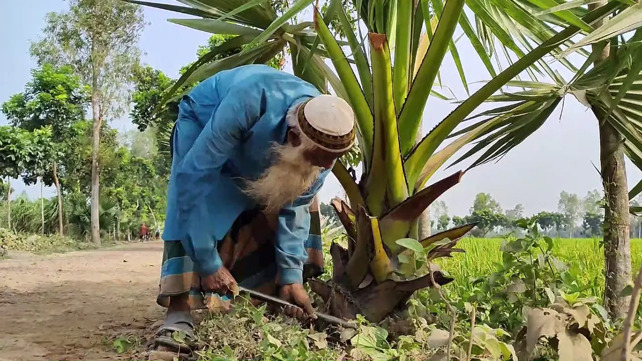 একাই ৫২ হাজার তালগাছ লাগিয়েছেন খোরশেদ আলী