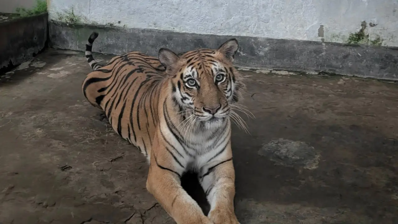৬ মাস চিকিৎসা শেষে ফাঁদে আটকা পড়া বাঘিনী সুন্দরবনে ফিরছে আজ