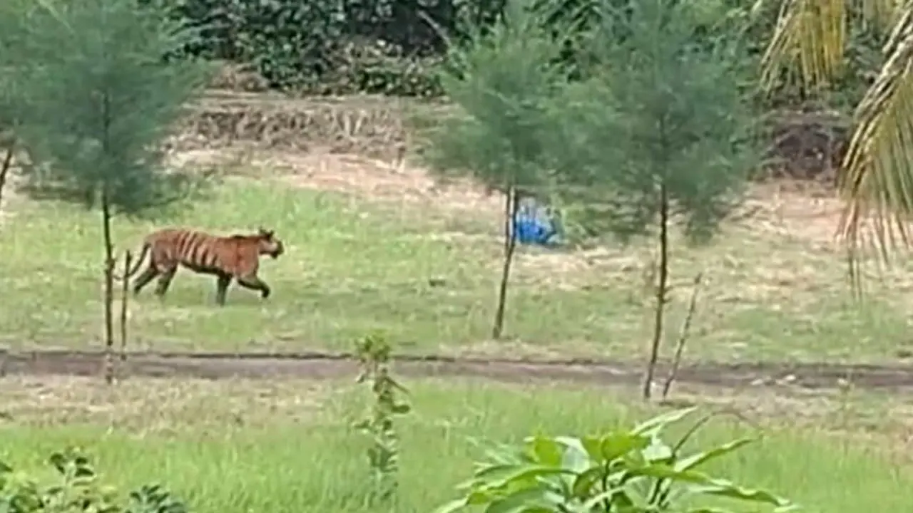 বন বিভাগের কার্যালয়ের সামনে দেখা মিলল রয়েল বেঙ্গল টাইগারের