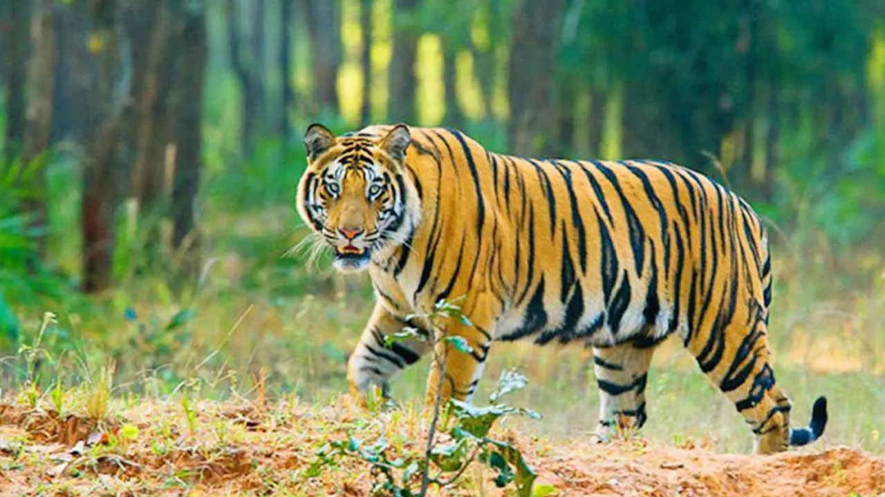 বিশ্ব বাঘ দিবস আজ