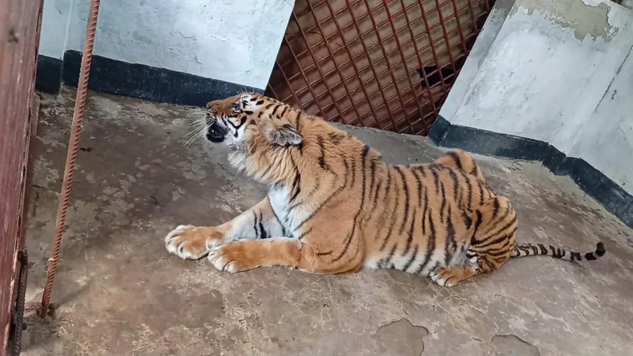 অবশেষে সুন্দরবনে ফিরছে আহত বাঘিনী