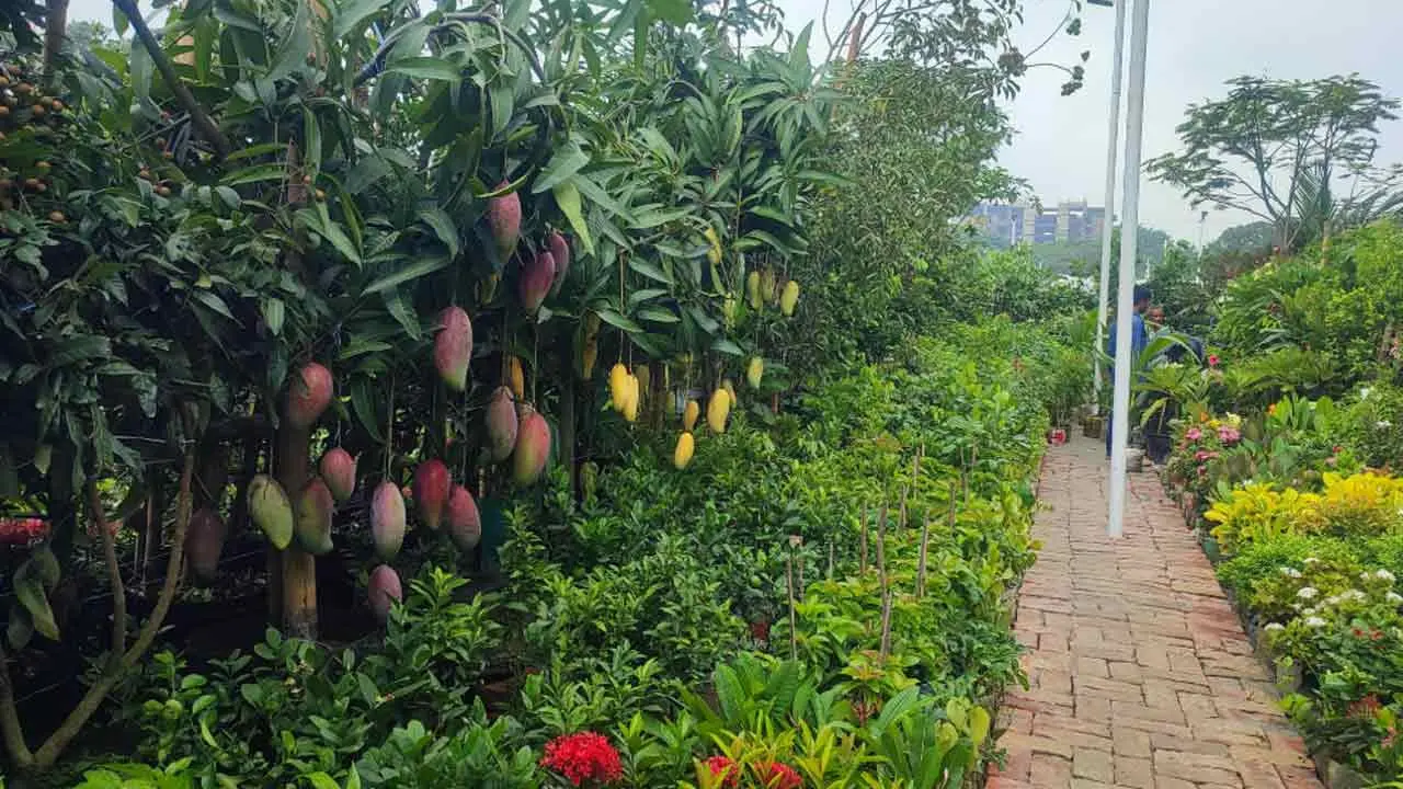 সবুজের টানে বৃক্ষমেলায়, নজর বিদেশি ফলগাছে