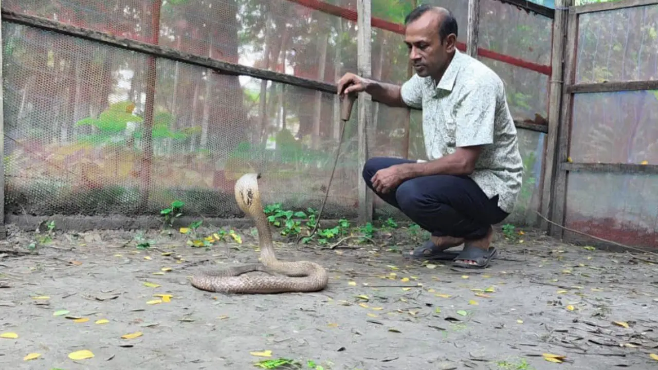 পটুয়াখালীর খামারে কোটি টাকার সাপের বিষ, নেই বাজারজাতের সুযোগ