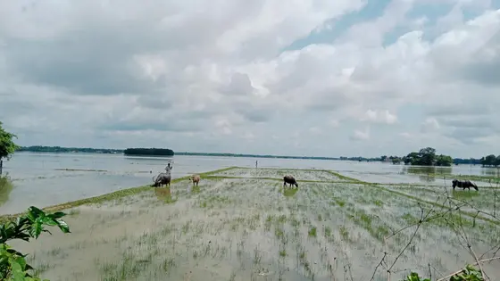 মৌলভীবাজারে গবাদিপশু নিয়ে বিপাকে বন্যাকবলিত মানুষ
