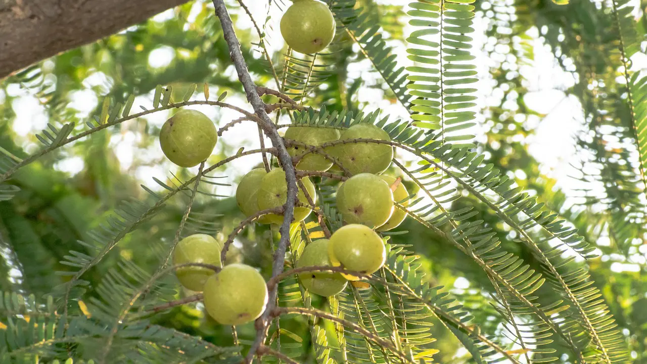 আমলকী যেভাবে খেলে বেশি উপকার পাবেন