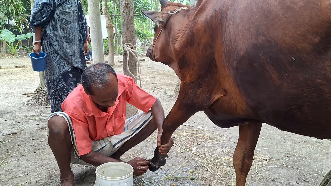 বরগুনায় ছড়িয়ে পড়েছে ক্ষুরা রোগ, ভ্যাকসিন নেই প্রাণিসম্পদ কার্যালয়ে
