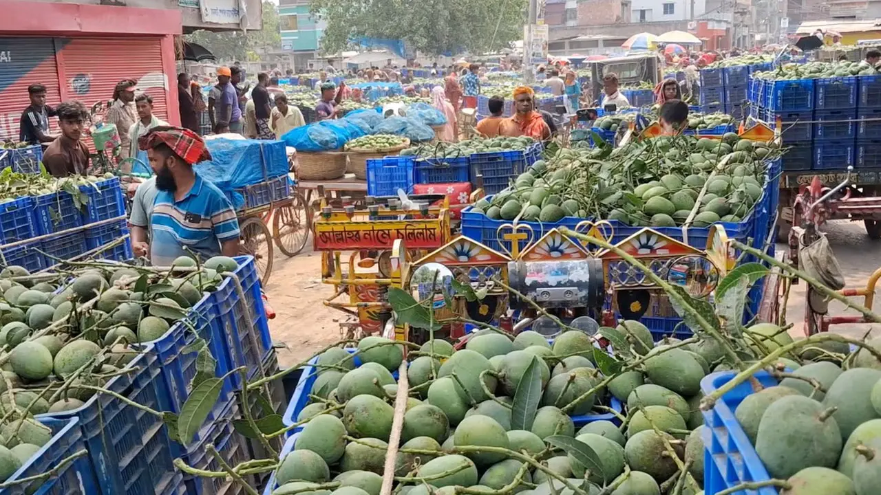 কানসাট বাজারে উঠেছে পর্যাপ্ত আম, ক্রেতা কম