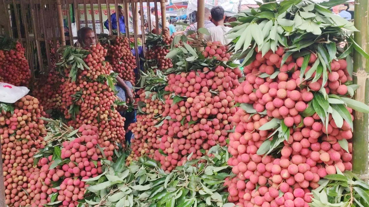 দিনাজপুরে জমে উঠেছে লিচুর বাজার, দাম কম