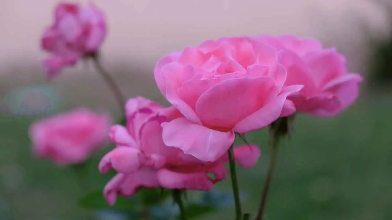 নবীকন্যা ফাতিমার (রা.) বিশেষ ৩ গুণ