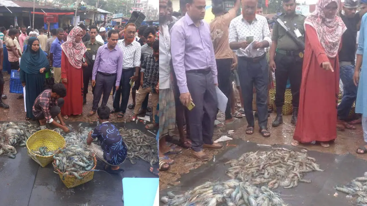 ফেনীতে জেলি পুশ করা দুই মণ চিংড়ি জব্দ, ব্যবসায়ীকে জরিমানা