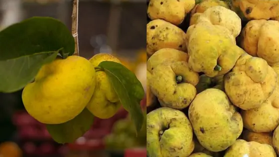 ভিটামিন-খনিজ সমৃদ্ধ ডেউয়া ফল এখন বিলুপ্তির পথে