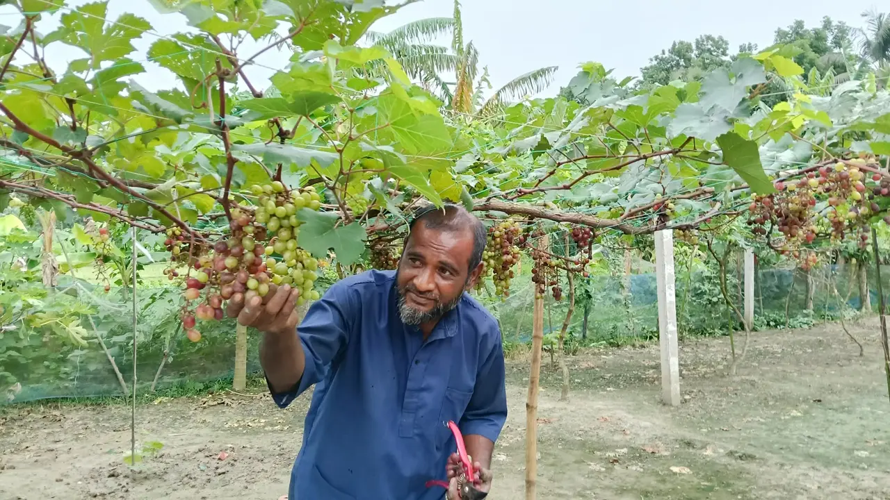 মাগুরায় আঙুর চাষে প্রবাস ফেরত মজিদের বাজিমাত
