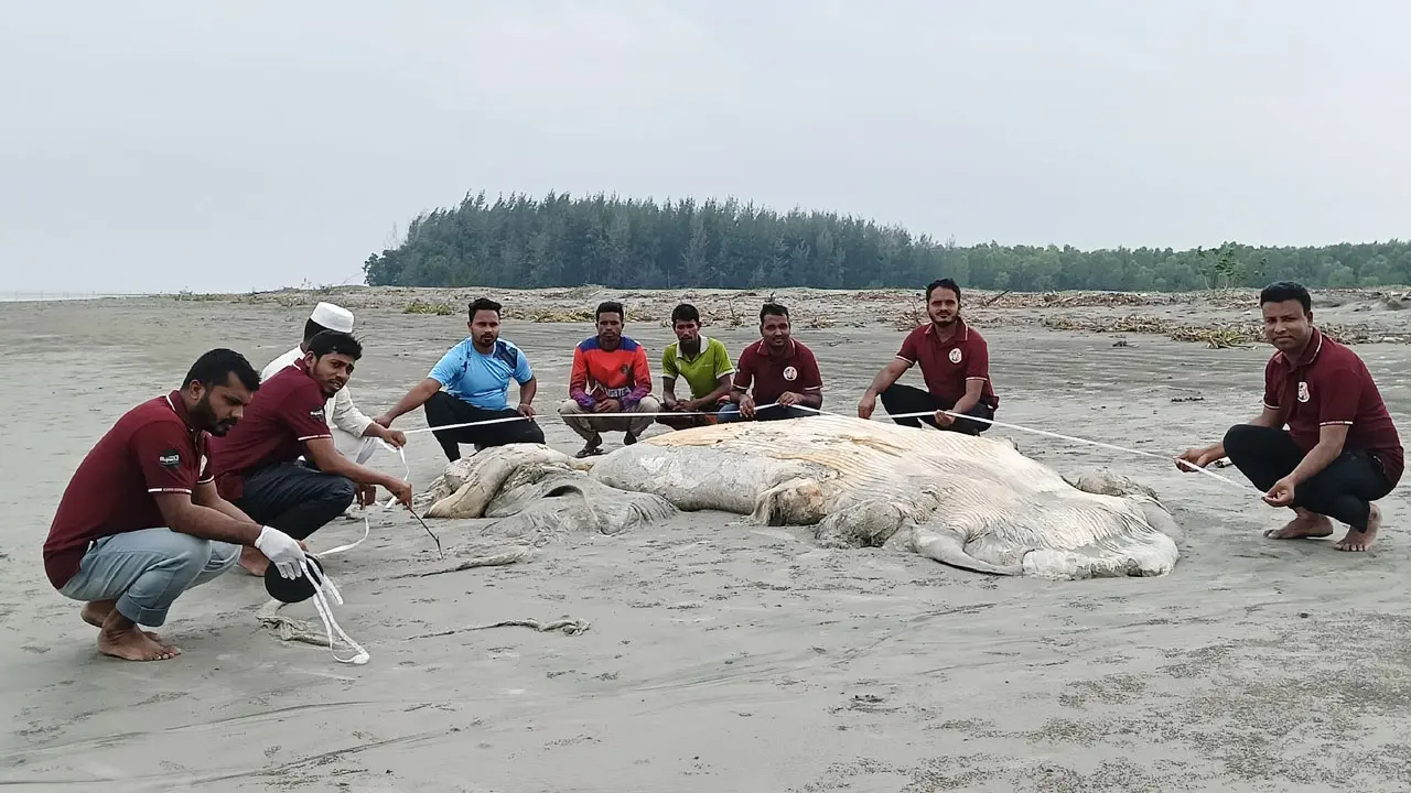 কুয়াকাটা সৈকতে আবারও ভেসে এলো মৃত তিমি