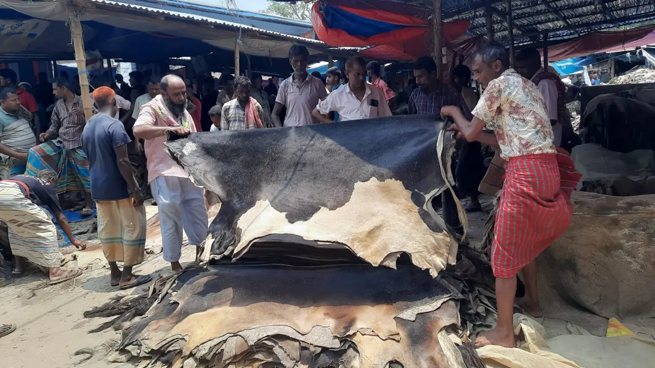 চামড়া কিনে বিপাকে মৌসুমি ব্যবসায়ীরা, অর্ধেক দামে বিক্রি