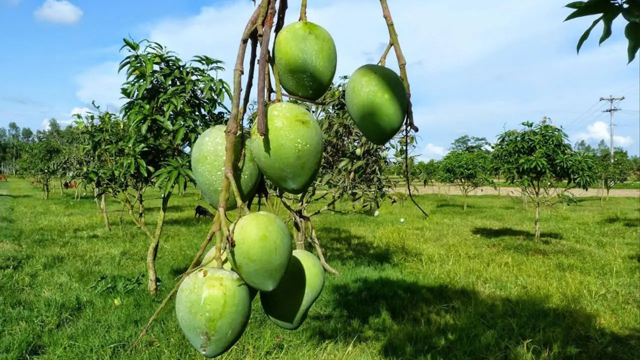 কাঁদাজলে একাকার পদাগঞ্জ হাট, তবু হাঁড়িভাঙায় ৩০০ কোটির স্বপ্ন