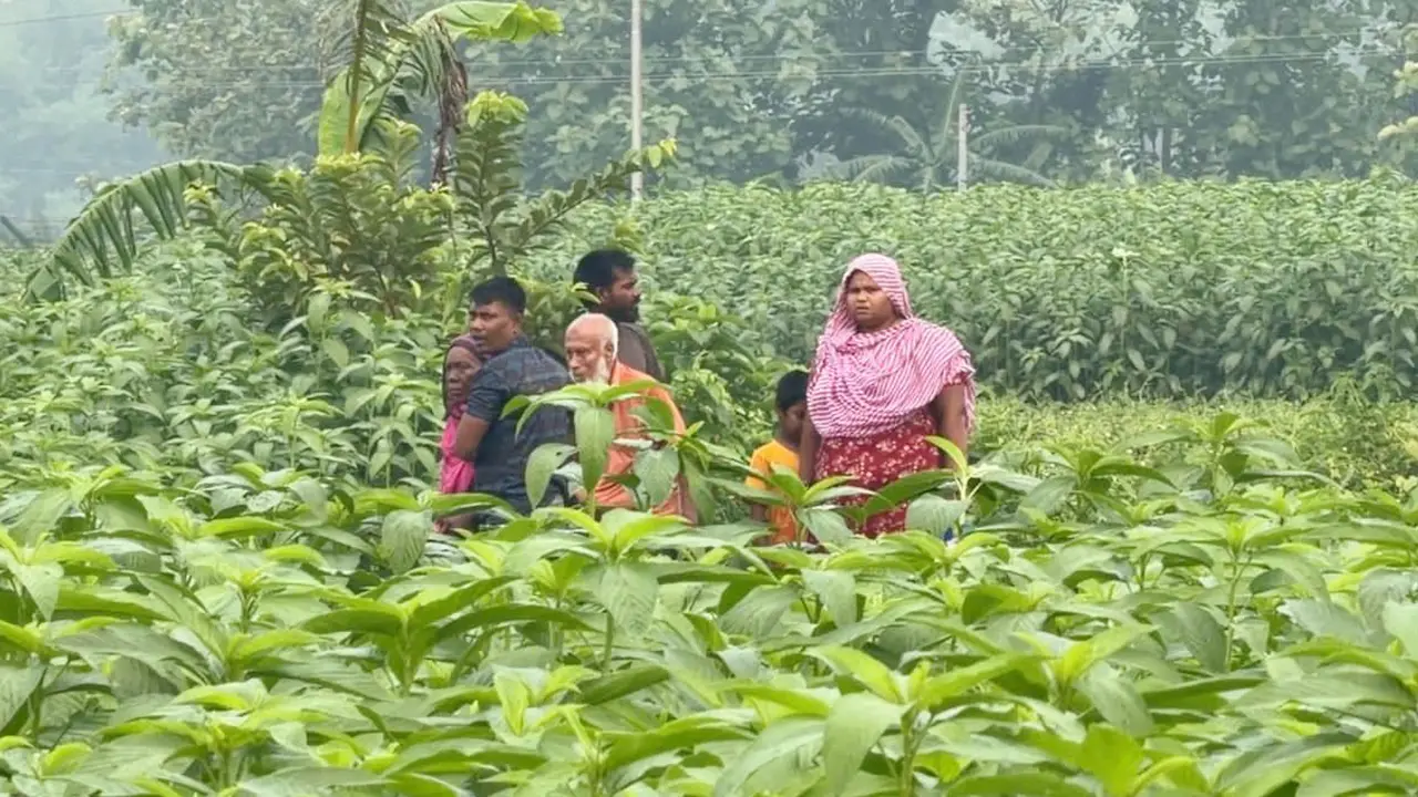 মেহেরপুর সীমান্তে পুশ ইনের চেষ্টা ব্যর্থ, শূন্যরেখায় আটকে ৬ জন