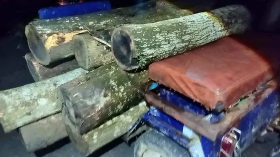 কমলগঞ্জে রাতের আঁধারে বৃক্ষ নিধন, হুমকির মুখে কালাছড়া বন