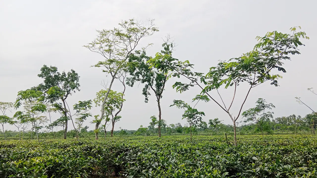 মৌলভীবাজারে বুধবার বন্ধ থাকবে চা বাগান
