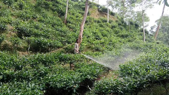 উৎপাদন খরচের চাপে চা শিল্প