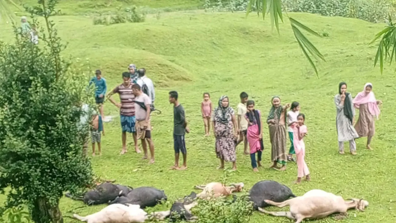 মৌলভীবাজারে বজ্রপাতে ১৩ গরুর মৃত্যু
