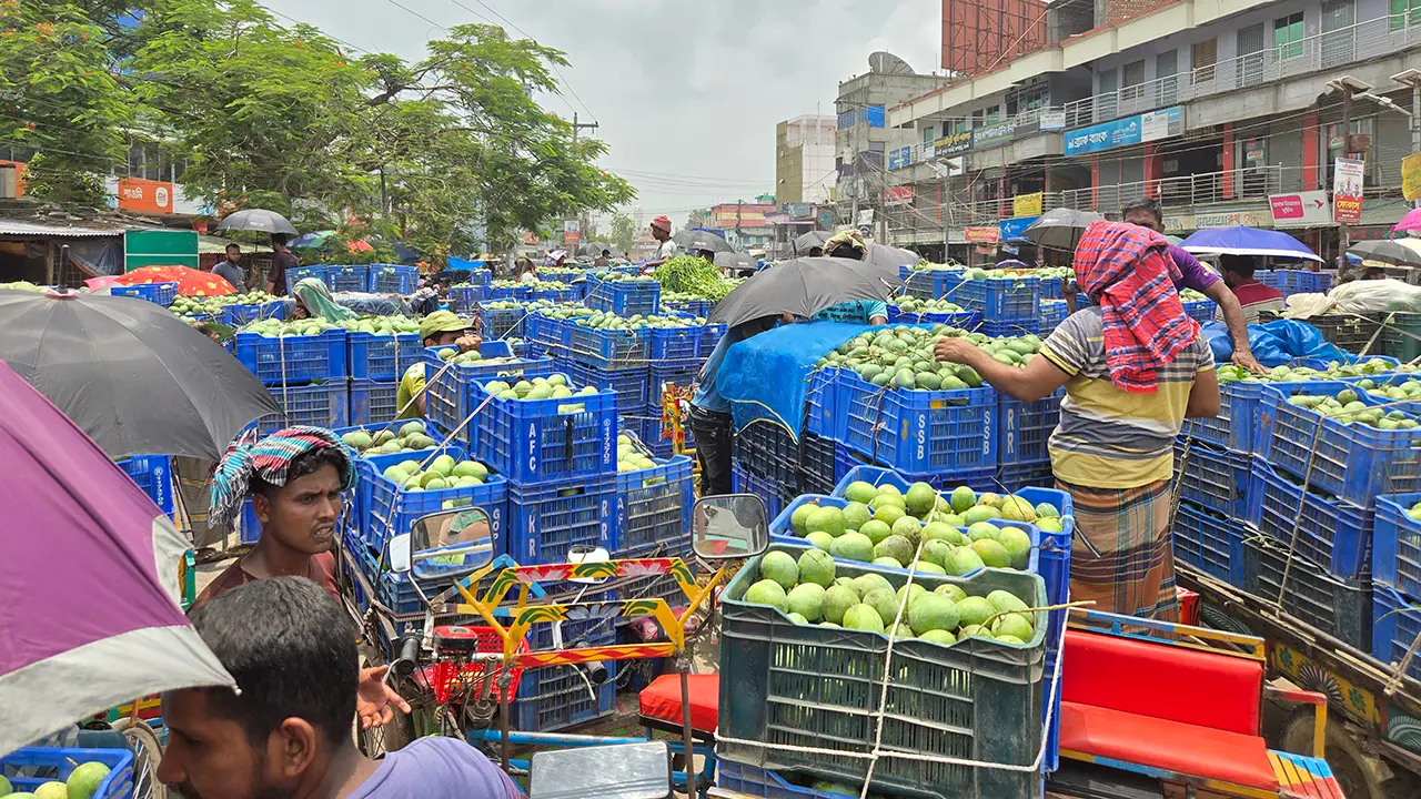 নওগাঁর আম যাচ্ছে যুক্তরাষ্ট্রে