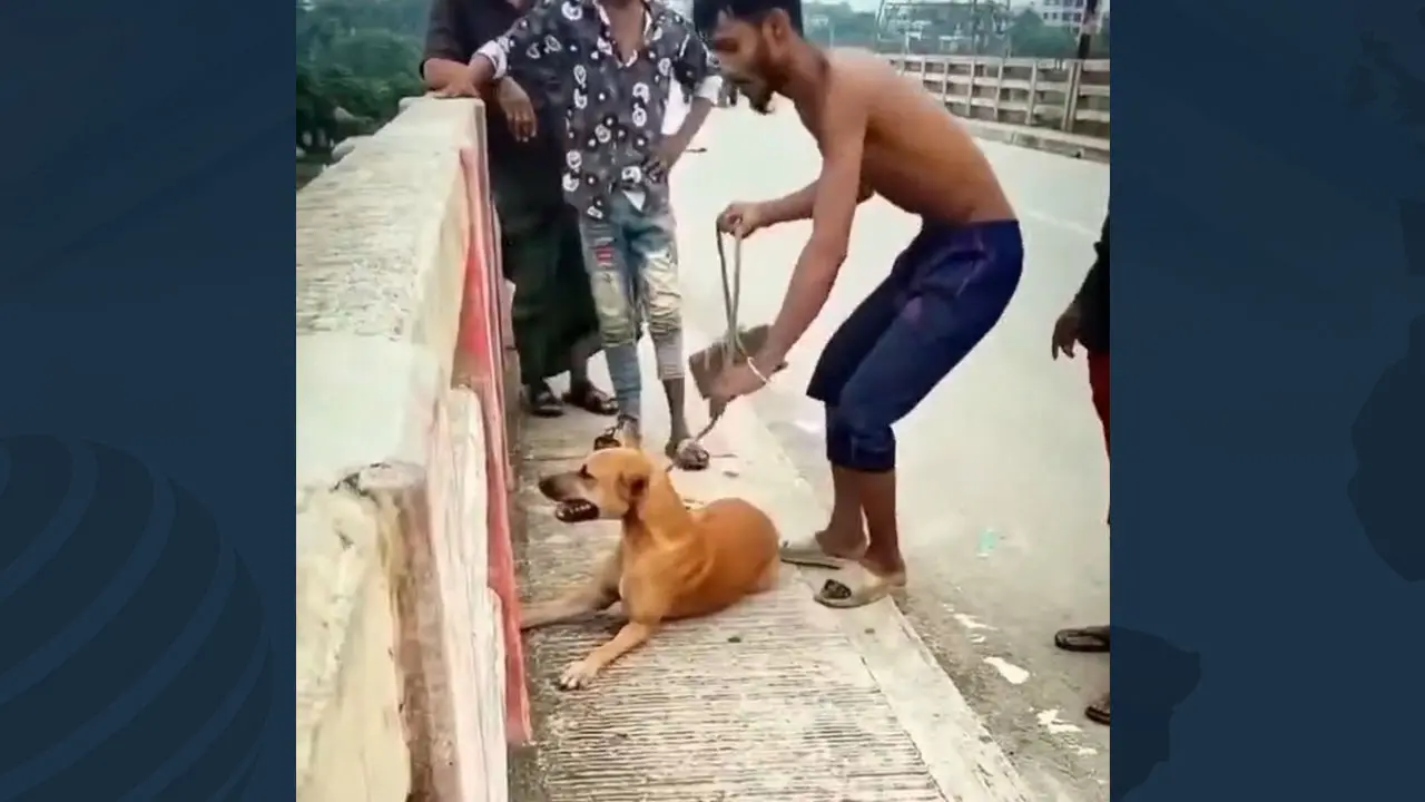 নরসিংদীতে কুকুরের গলায় ইট বেঁধে নদীতে নিক্ষেপ, যুবক আটক