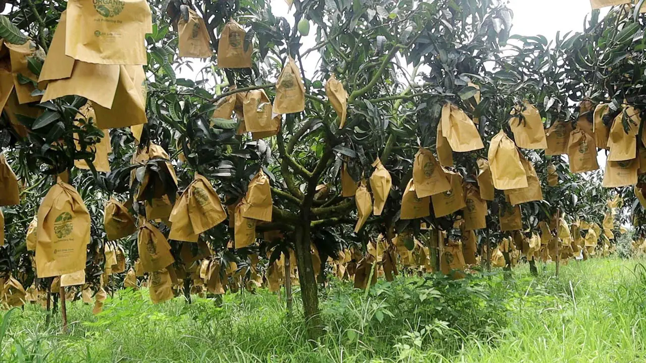 নওগাঁয় ফ্রুট ব্যাগের দাম দ্বিগুণ, লাভ নিয়ে শঙ্কায় আমচাষিরা