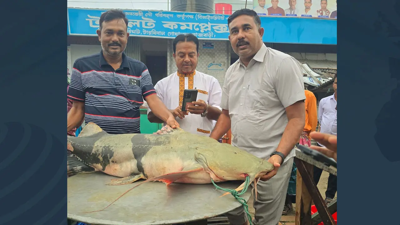 পদ্মার ৩৫ কেজির বাগাড় সাড়ে ৮৭ হাজার টাকায় বিক্রি