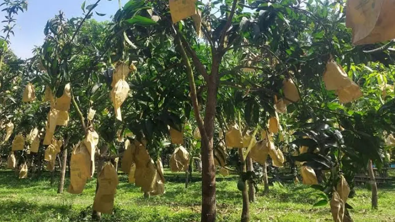 ফ্রান্সে যাচ্ছে রাজশাহীর হিমসাগর ও আম্রপালি