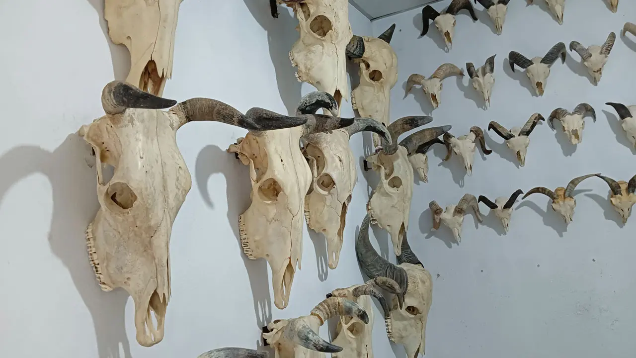 পশুর মাথার নান্দনিক শোপিস তৈরি করেছেন কশাই